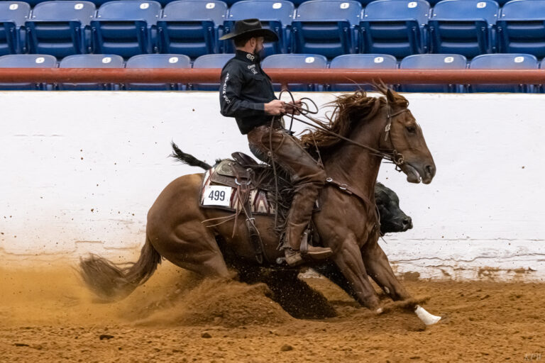 The cows come home (and the horses, too): More irresistible images from the  Stock Show & Rodeo