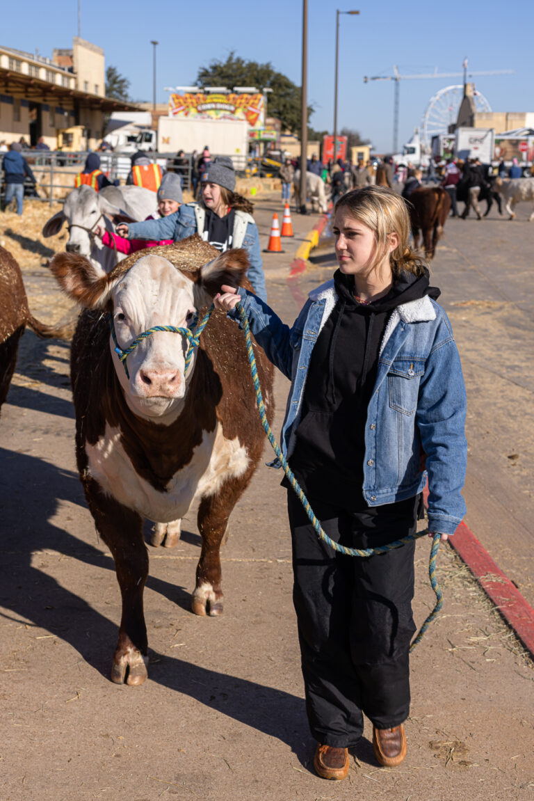 Tending stock, roping cattle – more great images from the  Stock Show & Rodeo