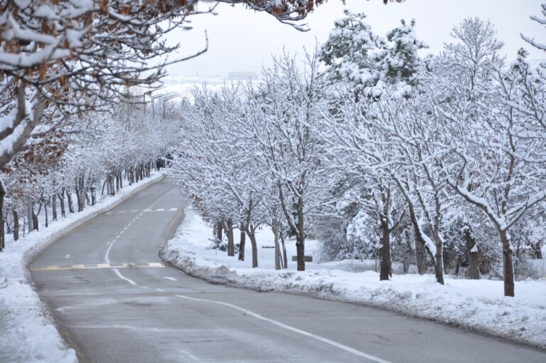 road between trees covered with snow