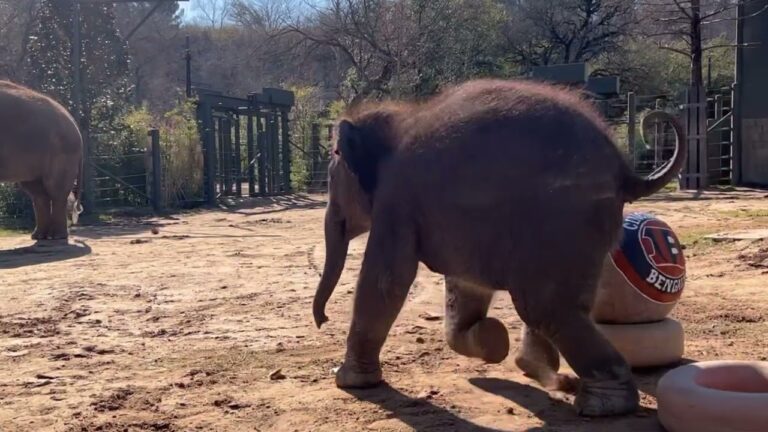 What a pick! Fort Worth Zoo’s baby elephant Brazos said the Rams would win the Super Bowl and they did