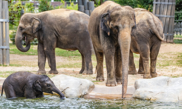 Prognosticating pachyderm: Fort Worth Zoo’s lovable elephant Brazos picks Eagles to win Super Bowl