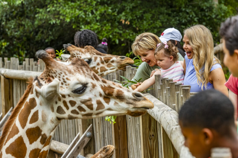 30 things to know as the “new zoo” turns 30