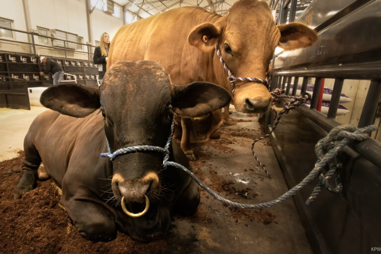 Fort Worth Stock Show & Rodeo in high gear this week