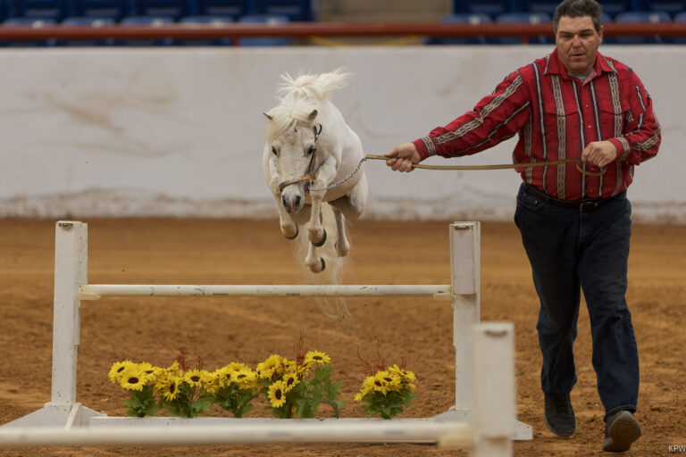 Lambs, goats, fiddles – and rodeo! Another busy week at Fort Worth Stock Show