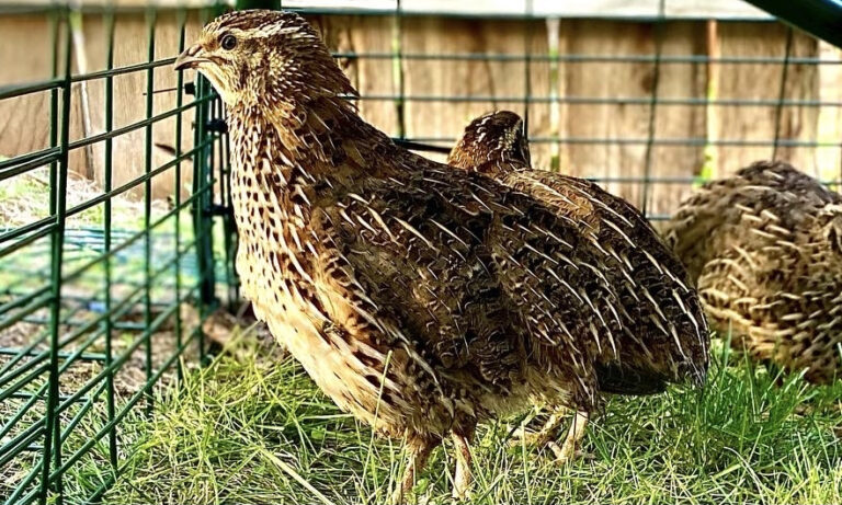 Sarah McClellan Brandt: Game birds in your back yard? Quail yes!