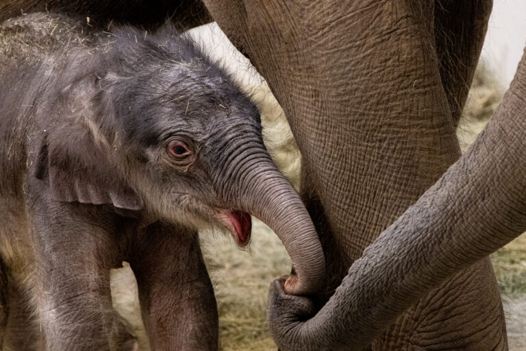 Fort Worth Zoo welcomes another Asian elephant calf