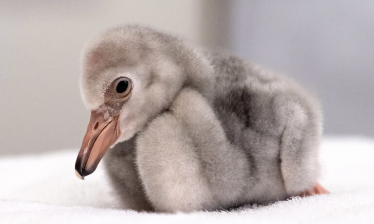 Fort Worth Zoo celebrates hatchings of 17 lesser flamingos