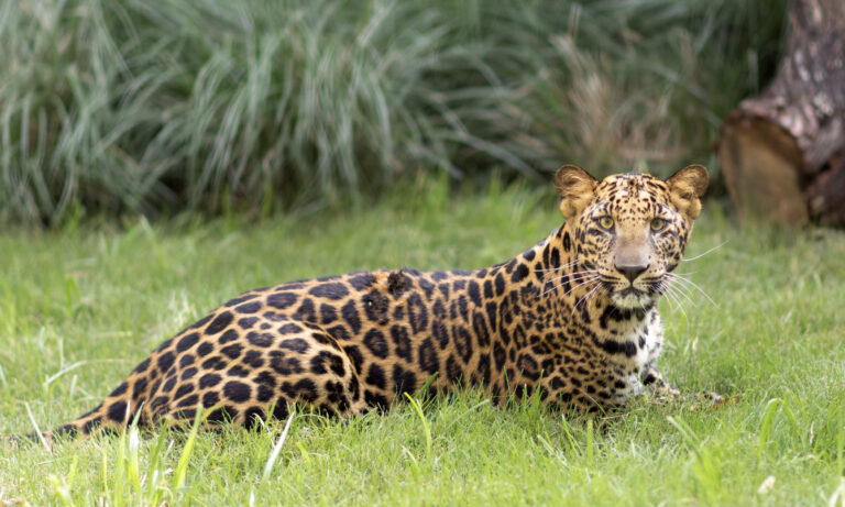 Fort Worth Zoo, Botanic Garden adjust hours for summer
