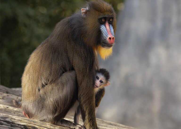 Fort Worth Zoo welcomes baby mandrill