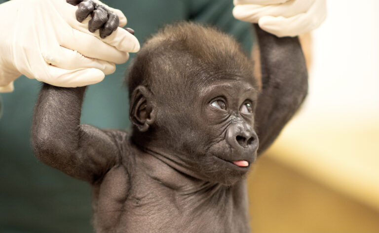 Fort Worth Zoo’s baby gorilla Jameela headed to Cleveland