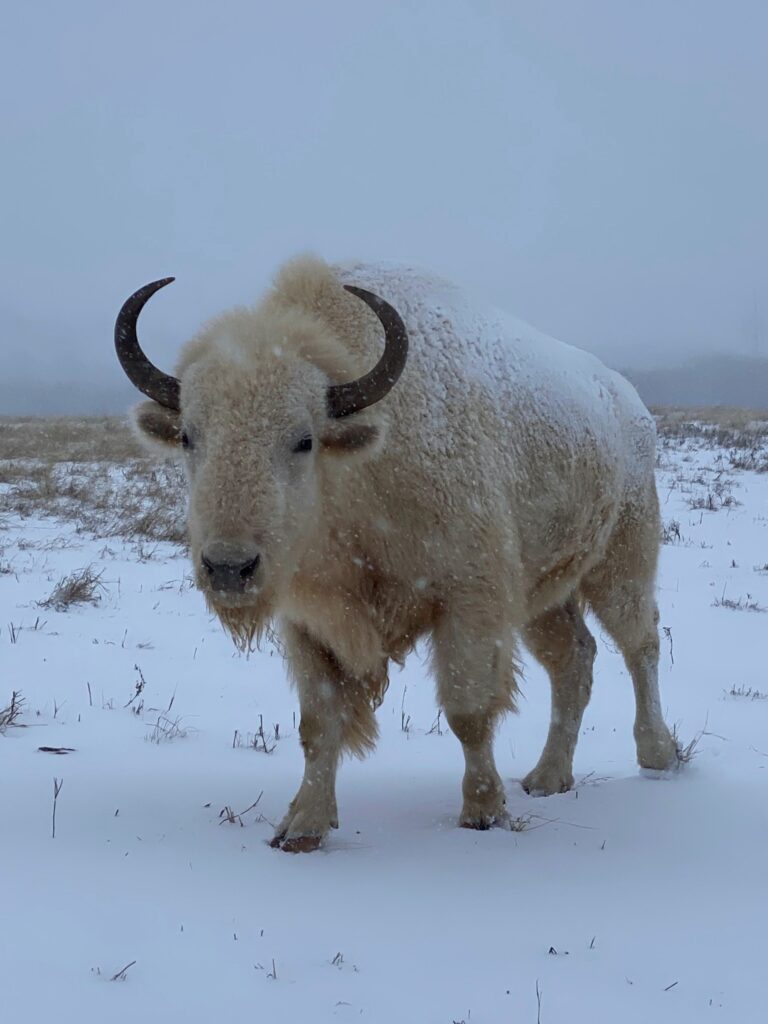 Mo the White Buffalo