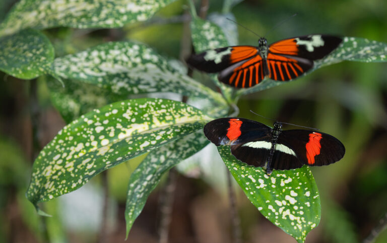 Fan Favorite Butterflies in the Garden Returns to FWBG