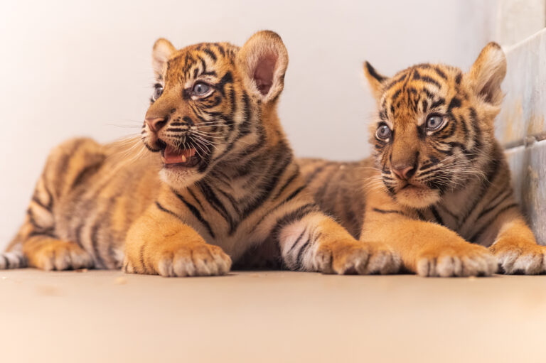 Fort Worth Zoo announces births of two Sumatran tiger cubs 